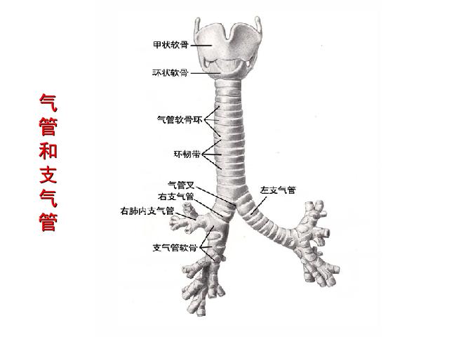 初一下册生物《4.3.1呼吸道对空气的处理》生物第9页