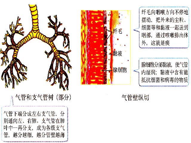 初一下册生物生物《4.3.1呼吸道对空气的处理》第5页