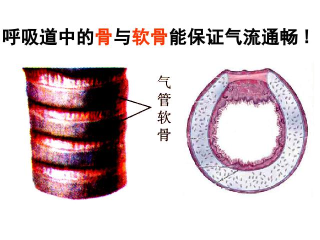 初一下册生物生物《4.3.1呼吸道对空气的处理》第8页