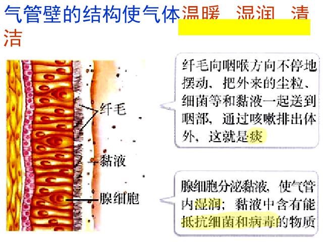 初一下册生物生物《4.3.1呼吸道对空气的处理》第9页