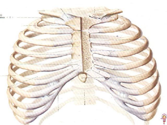 初一下册生物生物《4.3.2发生在肺内的气体交换》第5页