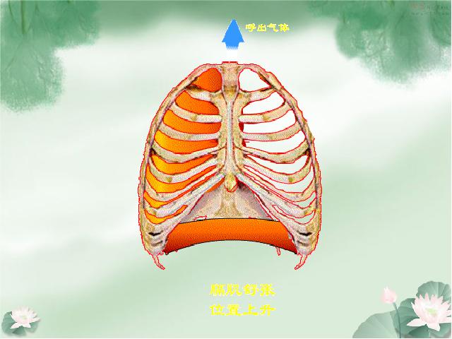 初一下册生物生物《4.3.2发生在肺内的气体交换》课件PPT下载第10页