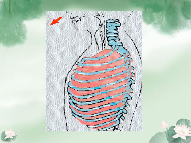 初一下册生物生物《4.3.2发生在肺内的气体交换》课件PPT下载第4页