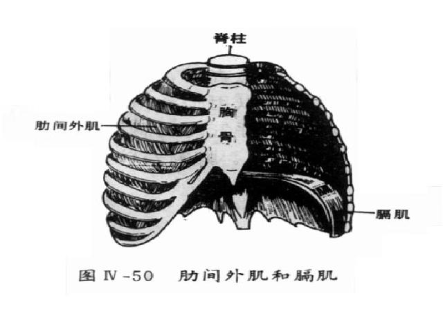 初一下册生物《4.3.2发生在肺内的气体交换》生物第5页