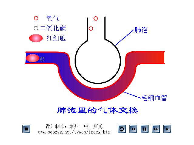 初一下册生物初中生物《4.3.2发生在肺内的气体交换》ppt课件下载第10页