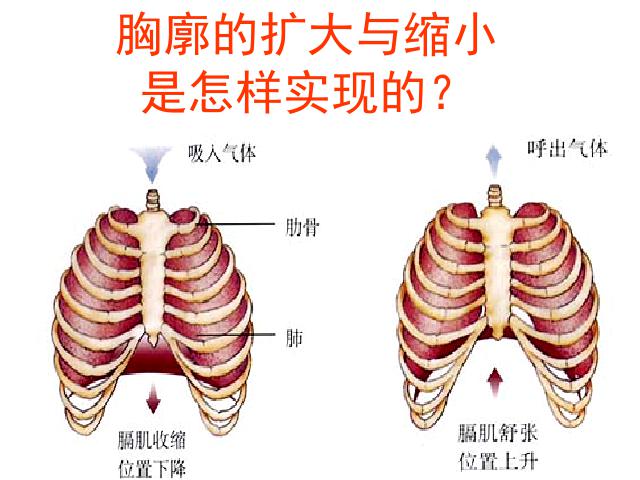 初一下册生物初中生物《4.3.2发生在肺内的气体交换》ppt课件下载第5页