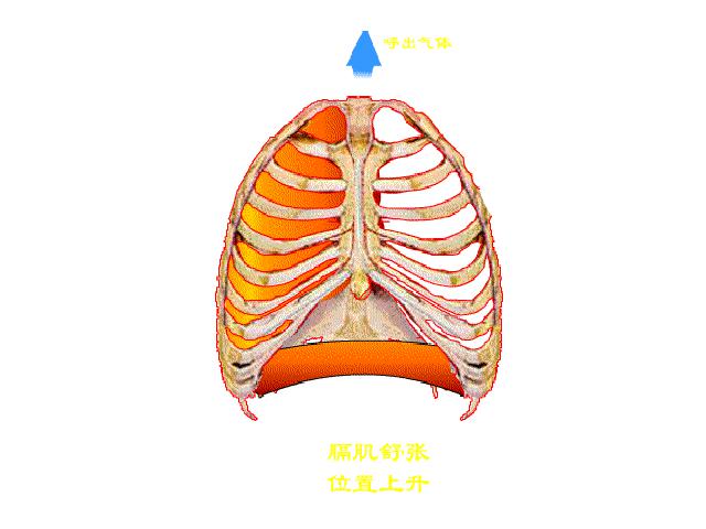 初一下册生物初中生物《4.3.2发生在肺内的气体交换》ppt课件下载第6页