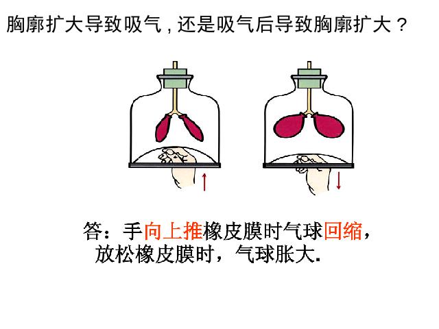 初一下册生物初中生物《4.3.2发生在肺内的气体交换》ppt课件下载第7页