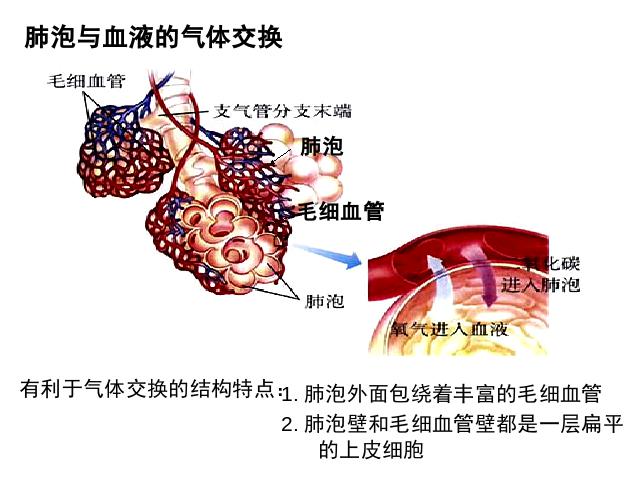 初一下册生物初中生物《4.3.2发生在肺内的气体交换》ppt课件下载第9页