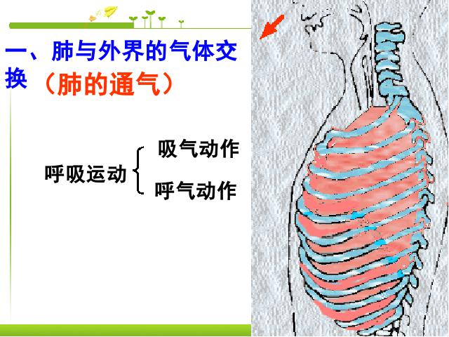 初一下册生物《4.3.2发生在肺内的气体交换》生物第2页