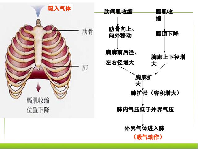 初一下册生物《4.3.2发生在肺内的气体交换》生物第5页