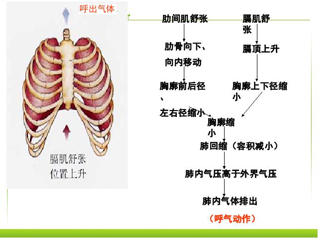 初一下册生物《4.3.2发生在肺内的气体交换》生物第6页