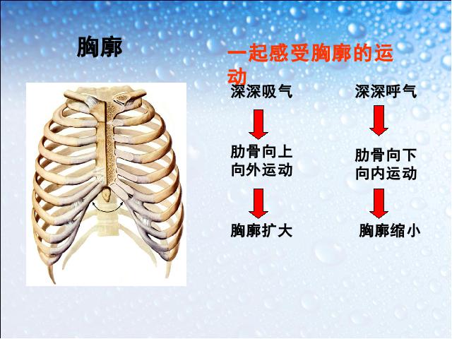 初一下册生物初中生物ppt《4.3.2发生在肺内的气体交换》课件第2页