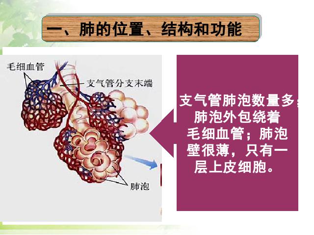 初一下册生物生物《4.3.2发生在肺内的气体交换》下载第3页