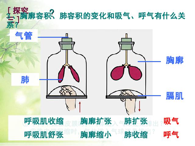 初一下册生物生物《4.3.2发生在肺内的气体交换》下载第5页