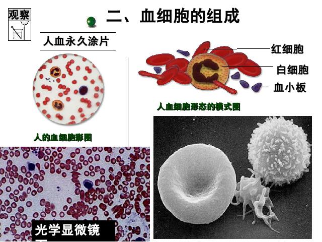 初一下册生物《4.4.1流动的组织-血液》生物第10页