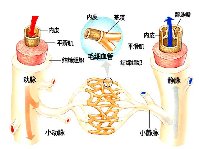 初一下册生物生物《4.4.2血流的管道-血管》第5页