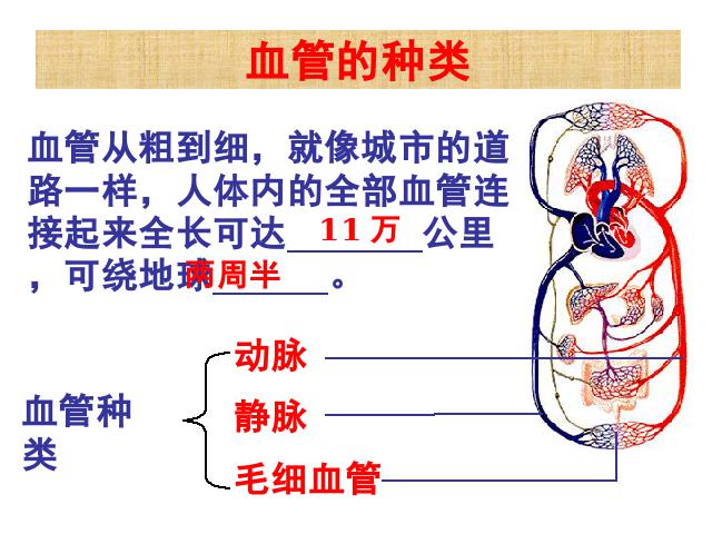 初一下册生物生物《4.4.2血流的管道-血管》第2页