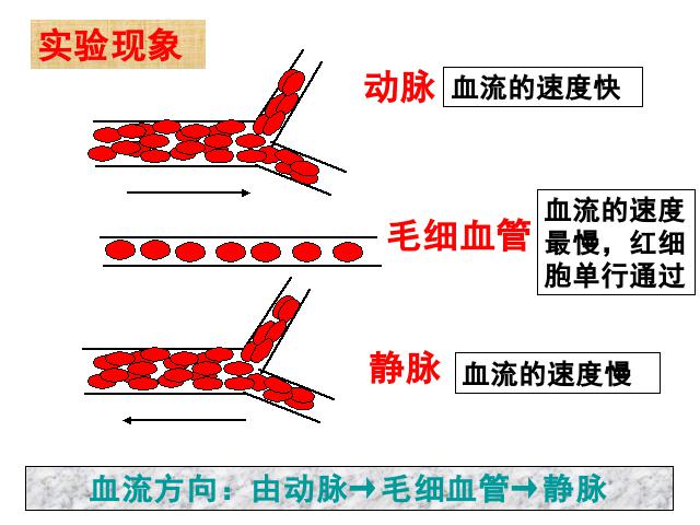 初一下册生物生物《4.4.2血流的管道-血管》第6页