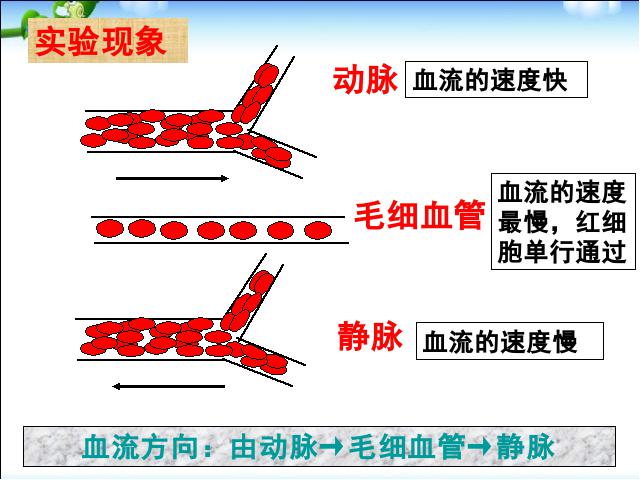 初一下册生物《4.4.2血流的管道-血管》生物第7页