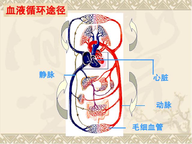 初一下册生物《4.4.2血流的管道-血管》生物第6页