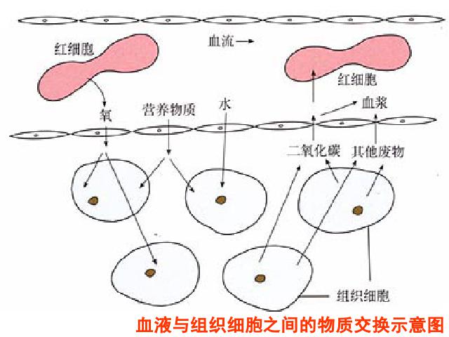 初一下册生物《4.4.2血流的管道-血管》(生物)第10页