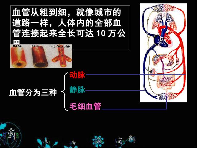 初一下册生物生物《4.4.2血流的管道-血管》（）第4页