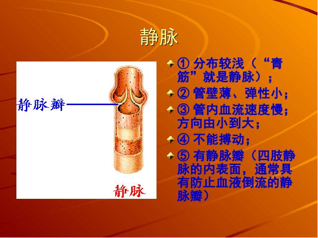 初一下册生物生物《4.4.2血流的管道-血管》下载第6页