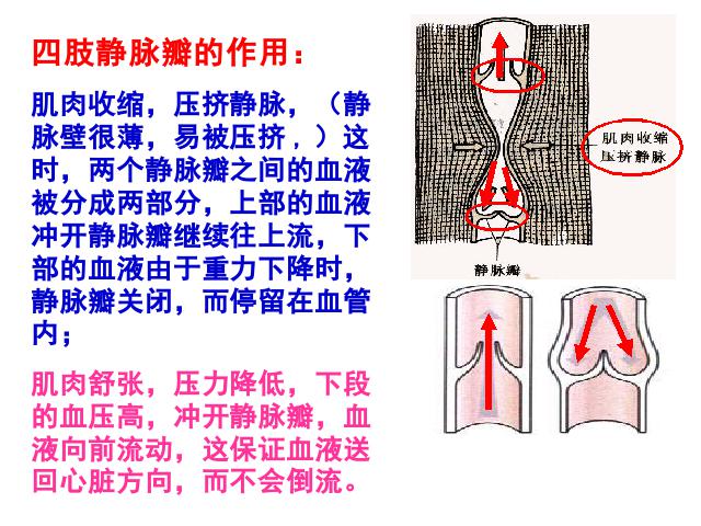 初一下册生物生物《4.4.2血流的管道-血管》下载第8页