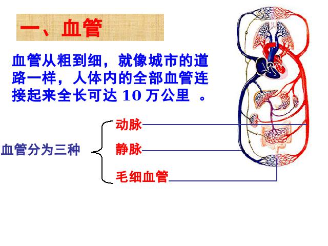 初一下册生物《4.4.2血流的管道-血管》第10页
