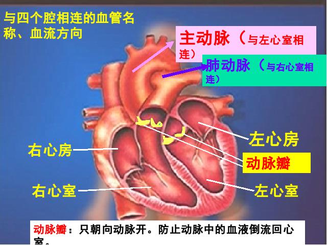 初一下册生物《4.4.3输送血液的泵-心脏》生物第5页