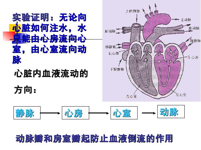 初一下册生物《4.4.3输送血液的泵-心脏》生物第7页