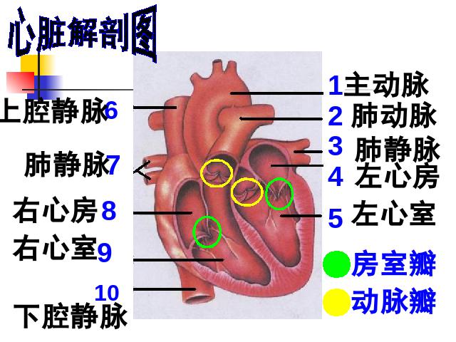 初一下册生物《4.4.3输送血液的泵-心脏》生物第9页