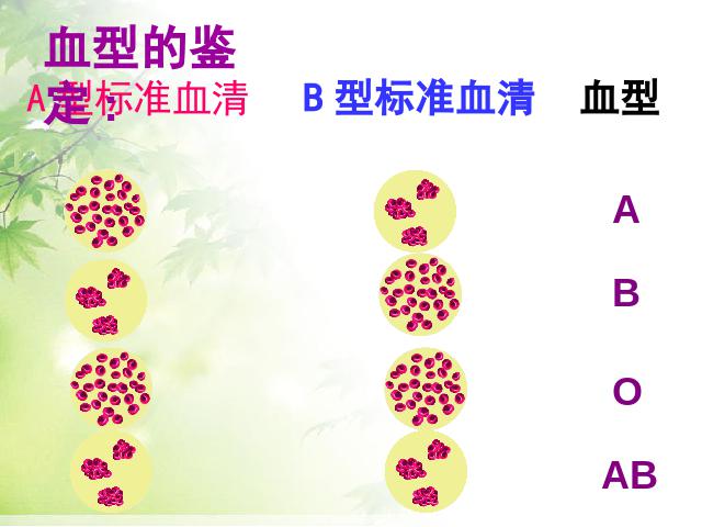 初一下册生物《4.4.4输血与血型》(生物)第7页