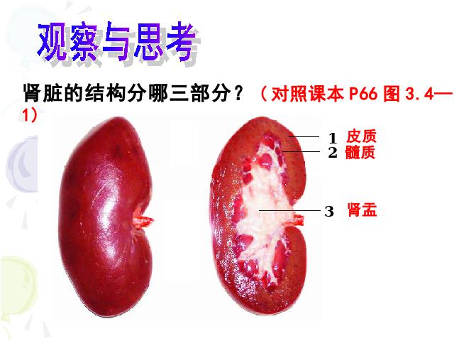 初一下册生物《4.5人体内废物的排出》(生物)第6页