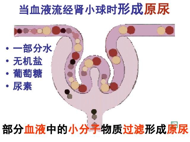 初一下册生物生物《4.5人体内废物的排出》第10页