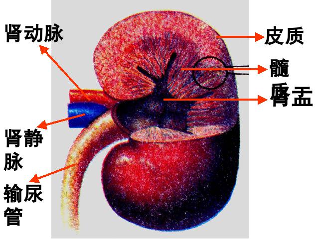 初一下册生物生物《4.5人体内废物的排出》第5页