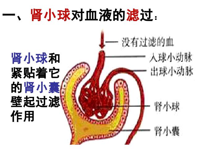 初一下册生物生物《4.5人体内废物的排出》第9页