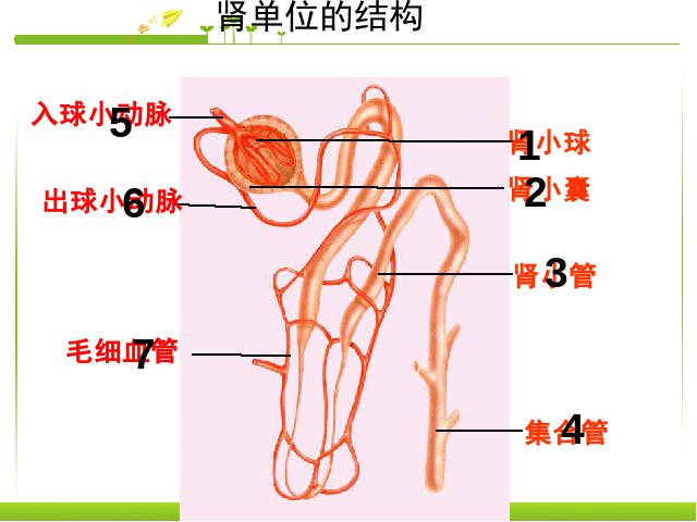 初一下册生物《4.5人体内废物的排出》生物第10页