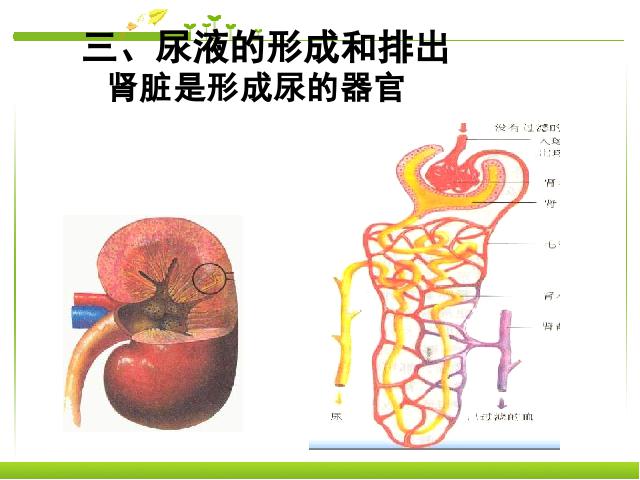 初一下册生物《4.5人体内废物的排出》生物第8页