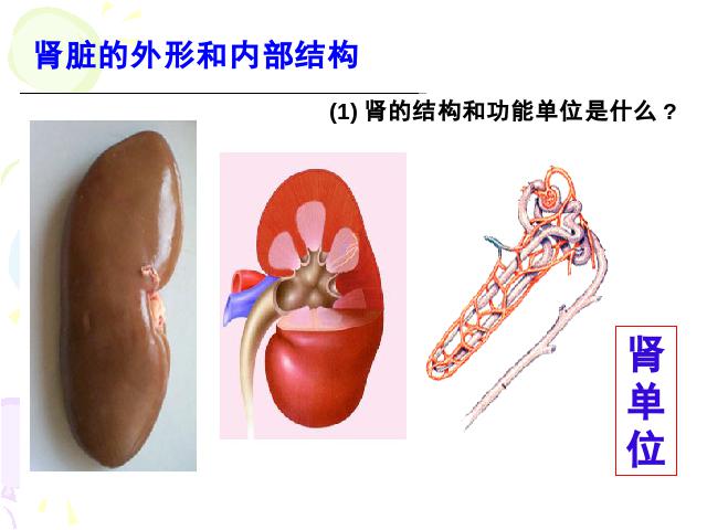 初一下册生物生物《4.5人体内废物的排出》第10页