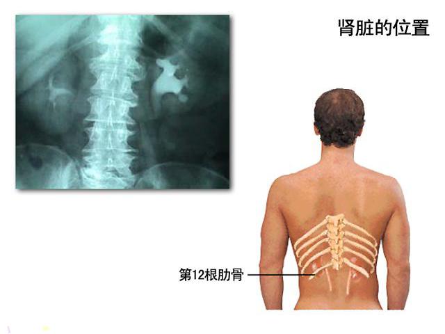 初一下册生物生物《4.5人体内废物的排出》第7页