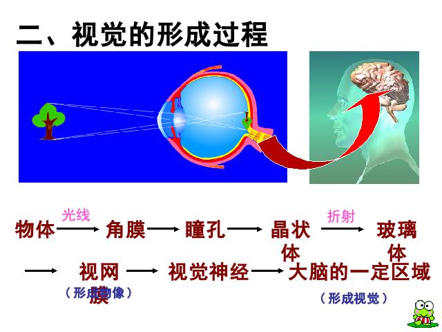 初一下册生物生物《4.6.1人体对外界环境的感知》第9页