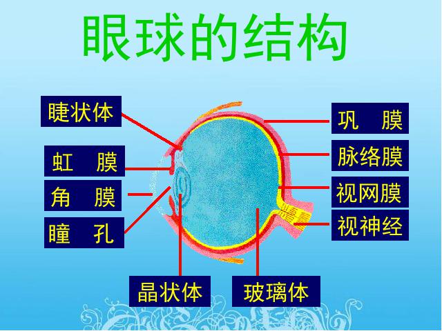 初一下册生物初中生物ppt《4.6.1人体对外界环境的感知》课件第5页