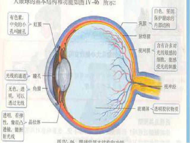 初一下册生物《4.6.1人体对外界环境的感知》生物第4页