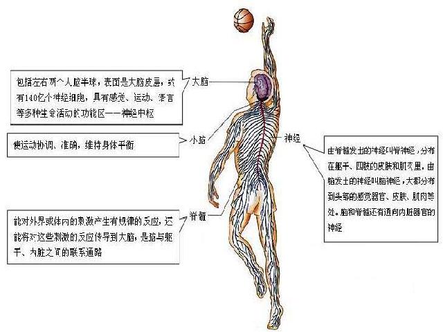 初一下册生物初中生物ppt《4.6.2神经系统的组成》课件第3页