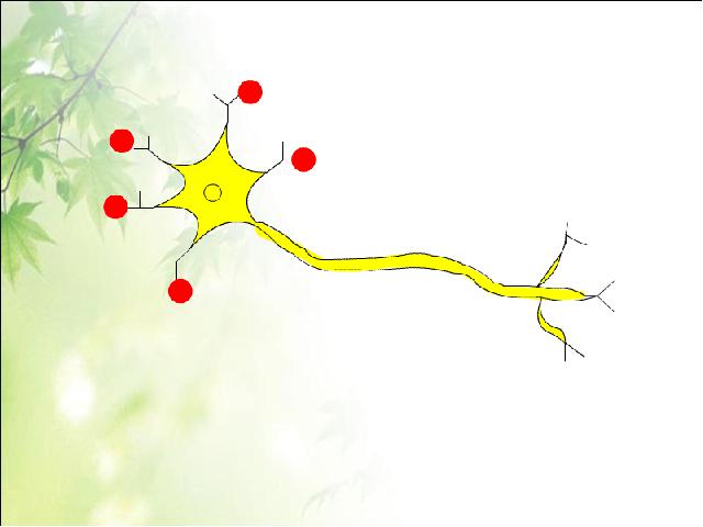 初一下册生物初中生物ppt《4.6.2神经系统的组成》课件第7页