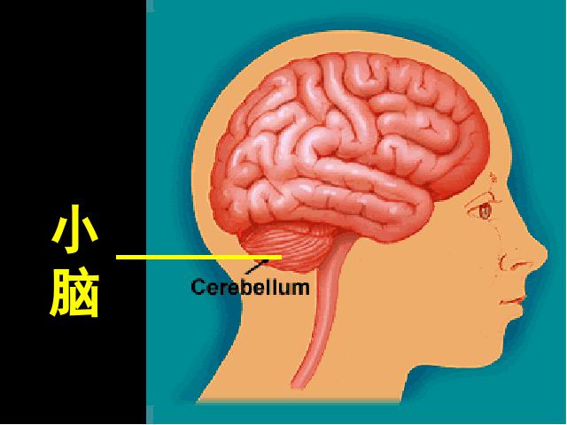 初一下册生物《4.6.2神经系统的组成》生物第10页