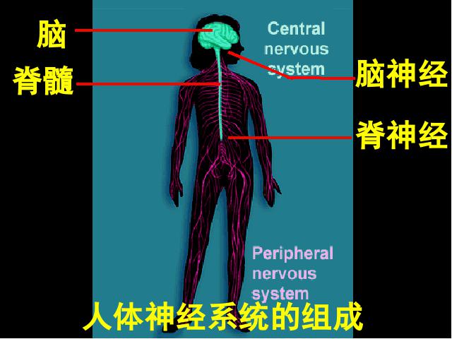 初一下册生物《4.6.2神经系统的组成》生物第4页