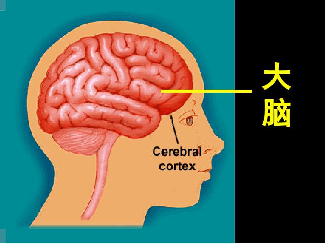 初一下册生物《4.6.2神经系统的组成》生物第9页